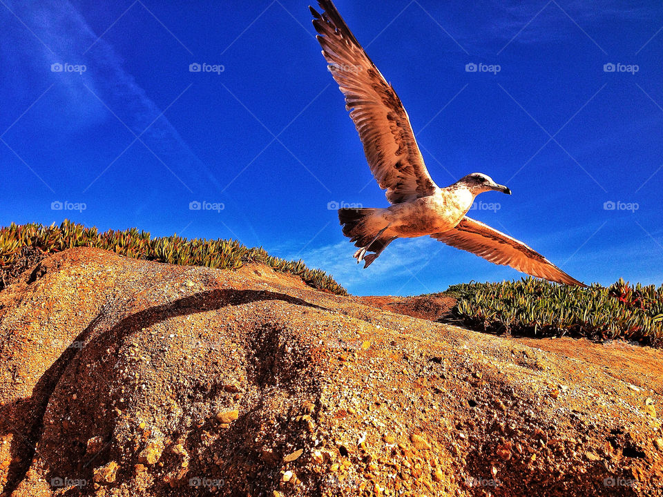 California Shorebird
