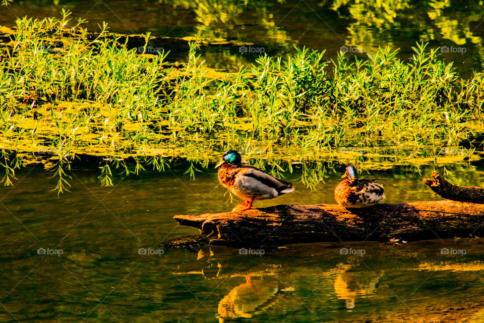 ducks on a log