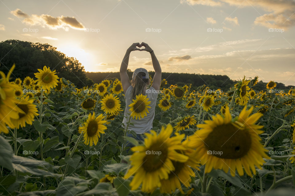 Sunflower love