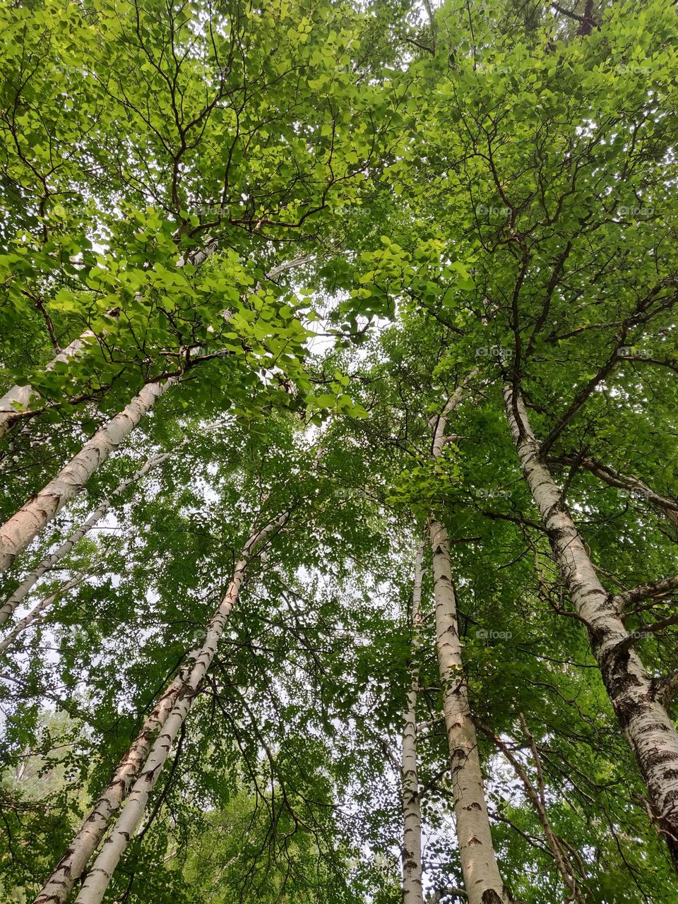 Crowns of trees with green foliage