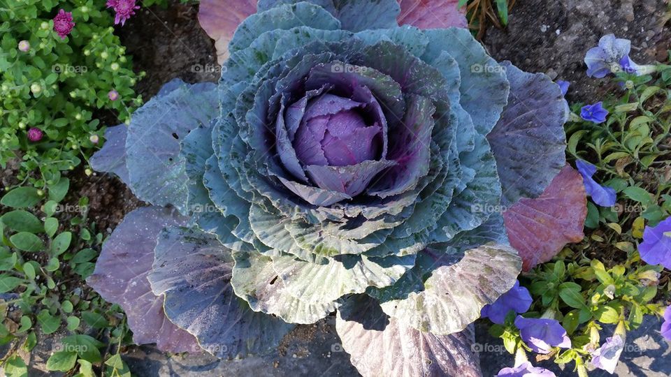 Ornamental cabbage 