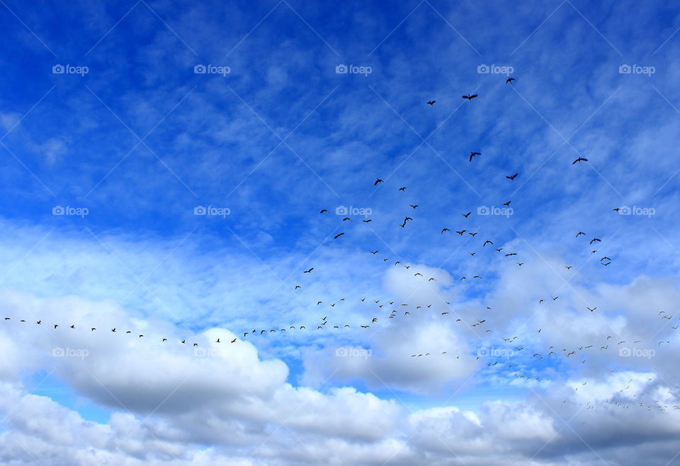 birds migration