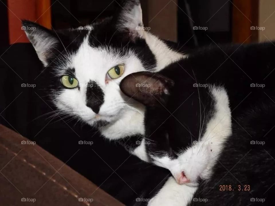 cats