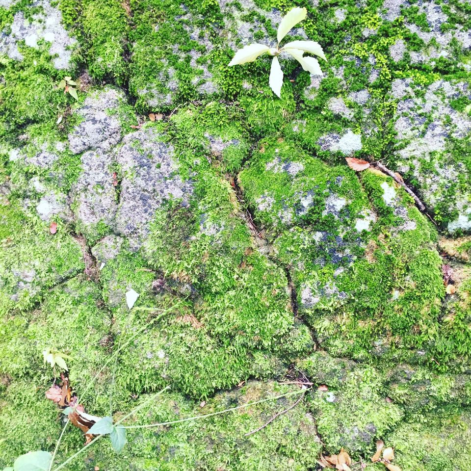 Close-up of moss on cracked ground