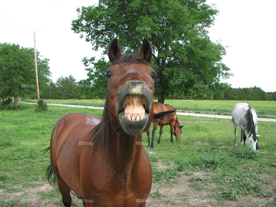 A Smiling Bay Horse with Grass in his Teeth