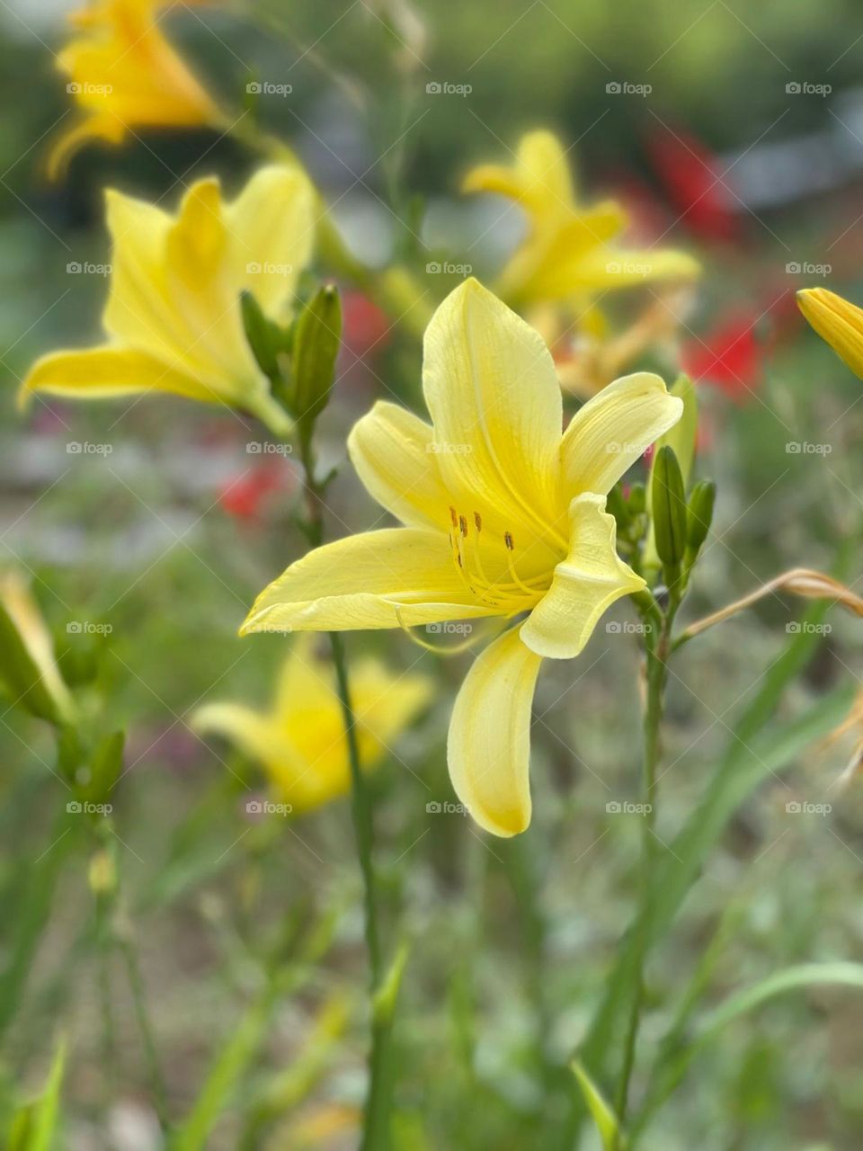 Yellow lilies