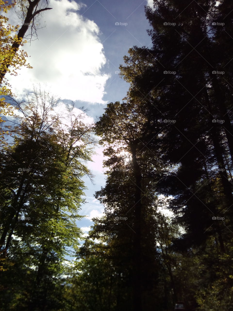 Sonne in Schwarzwald