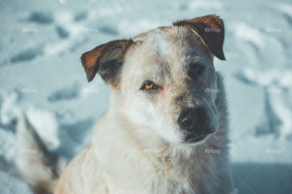 Mixed Breed Cream and Red Dog with Golden Eyes Looking into Camera in the Snow