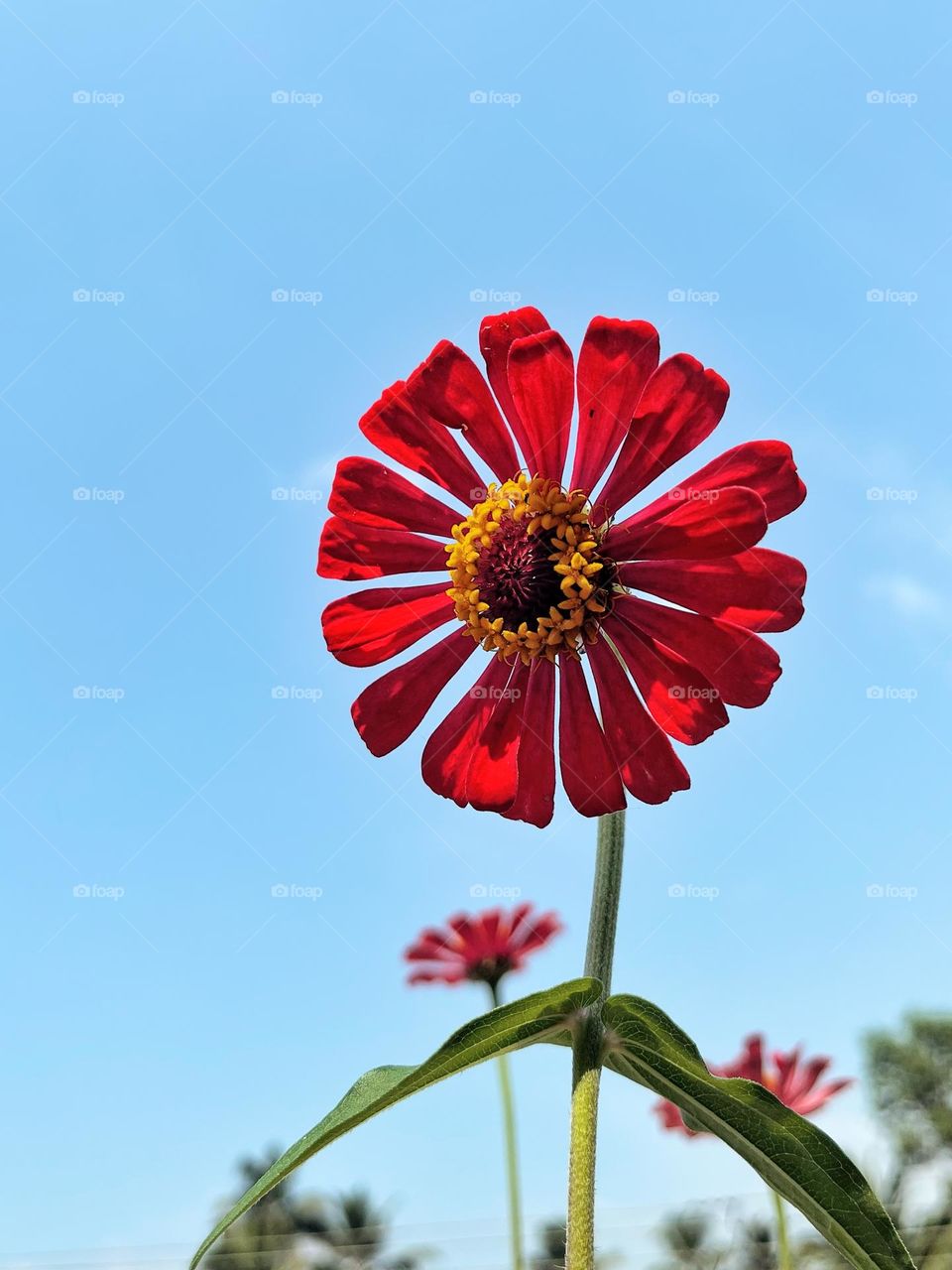 Flower 