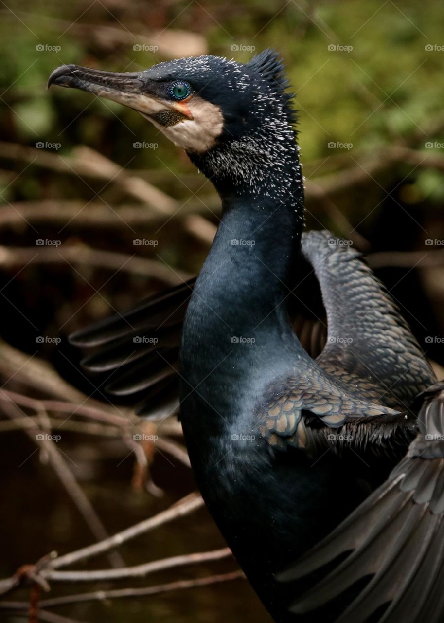 Cormorant 