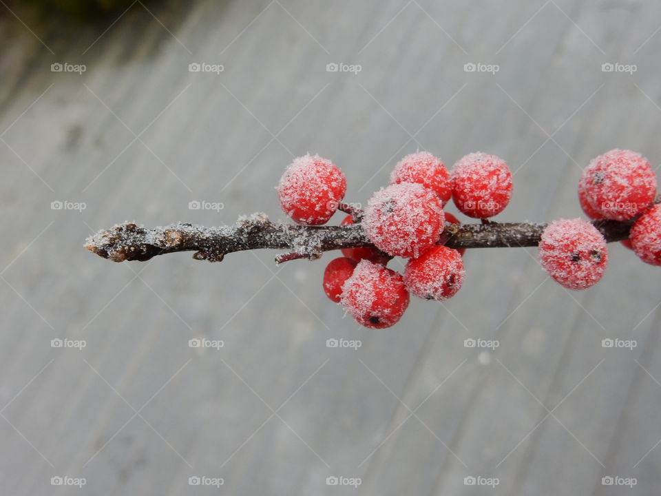View of red frosty berries on branch