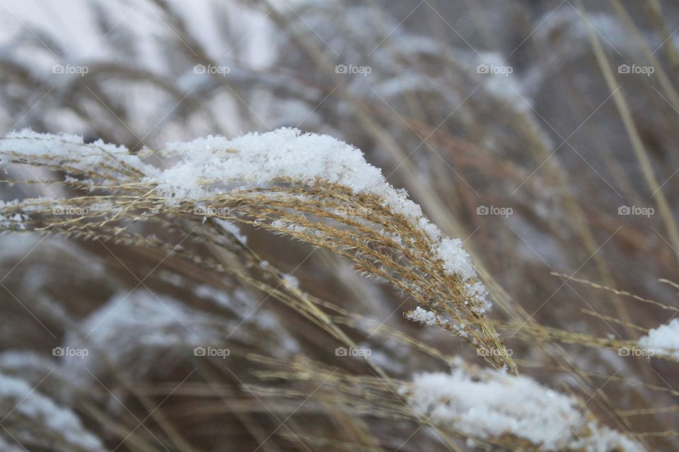 Snow on branches