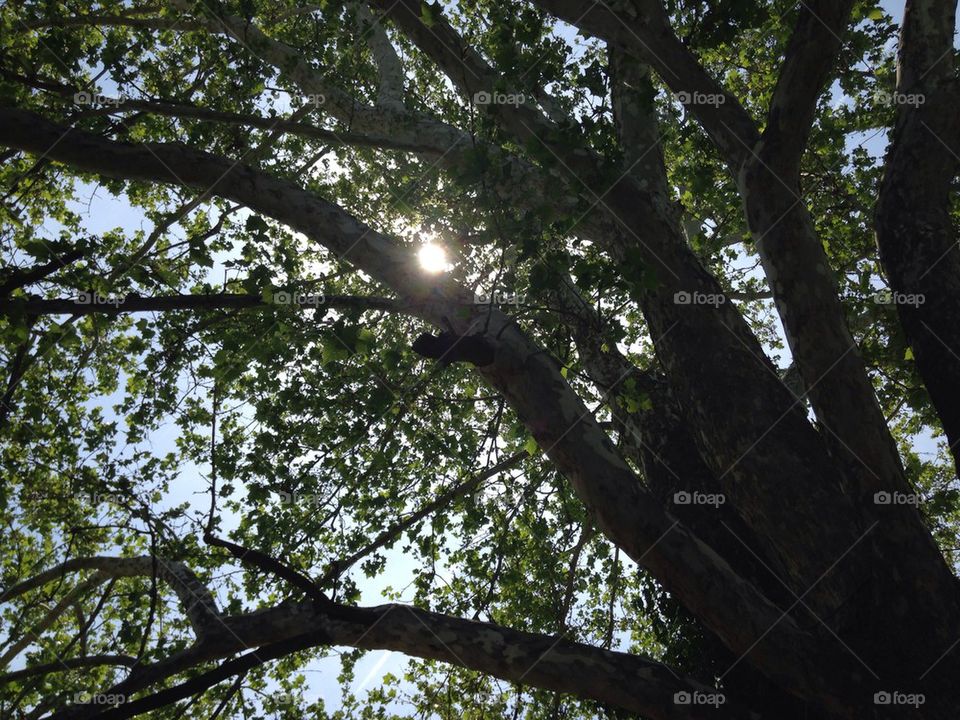 Tree with sun