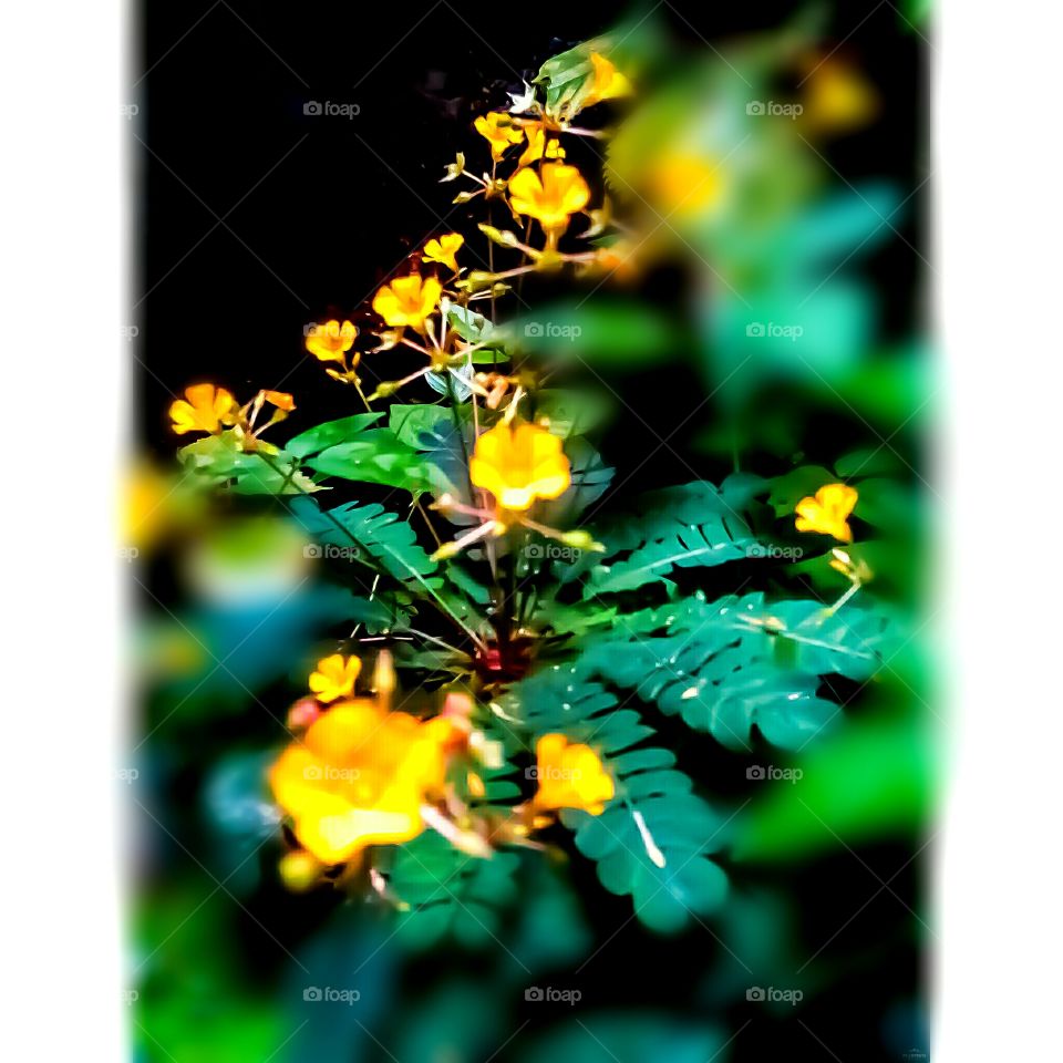 It is small flower.namely in Malayalam mukkutti
poo