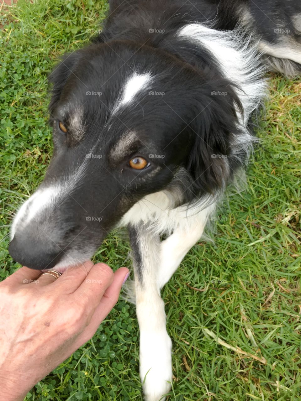 Ageing married female hands petting dog 