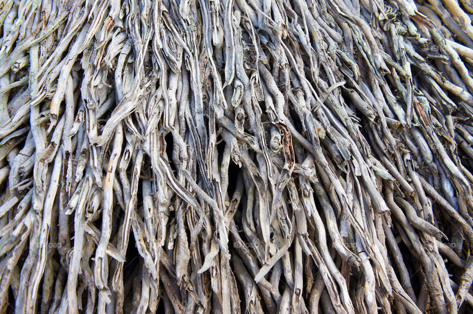 botany macro background pattern by kbuntu