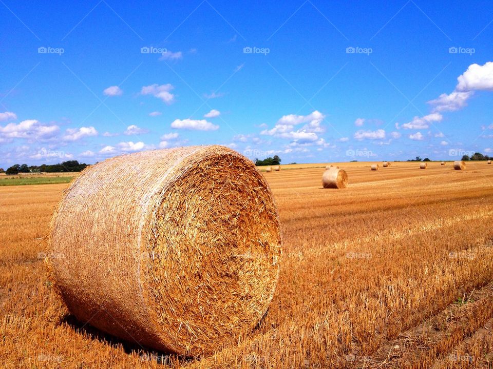 View of rolled up bales on field