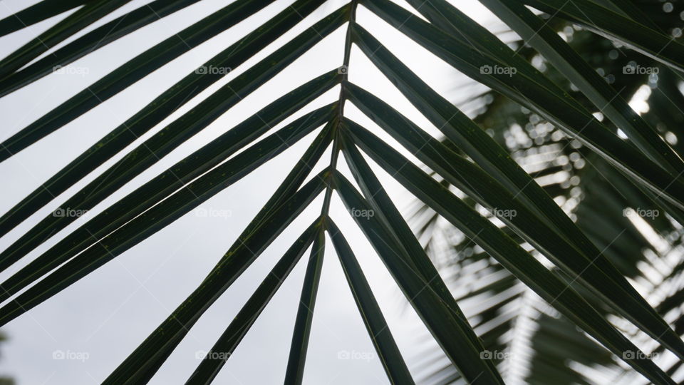 Leaves#trees#green#macro#nature#vegetation