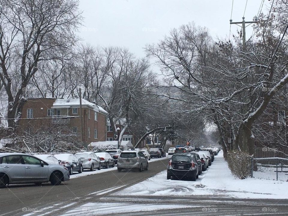 Cars and trees covered with snow