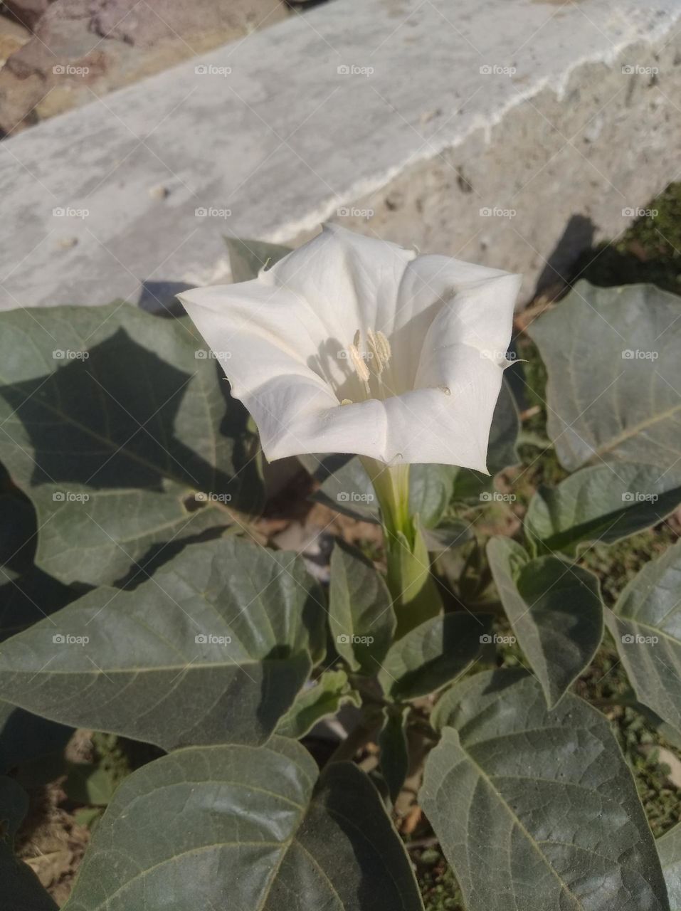 the Datura Flower white in colour looks very beautiful generally found everywhere fresh seasonal very poisonous species