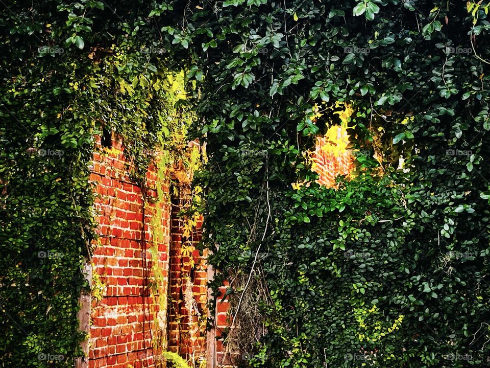 Red brick wall of abandoned building covered with a green leafy vine
