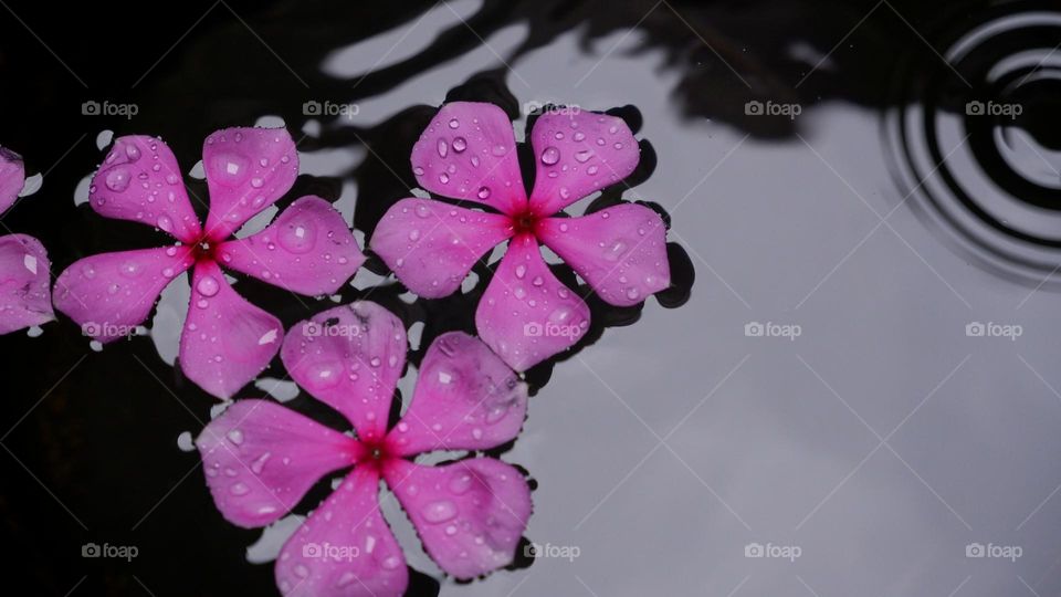 flower on the water