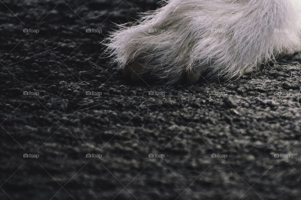 Wire haired terrier dog paw on carpet 