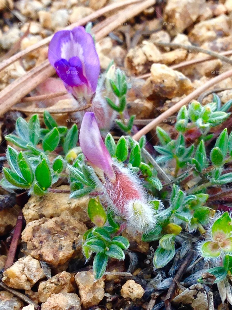 Colorado mountain flora