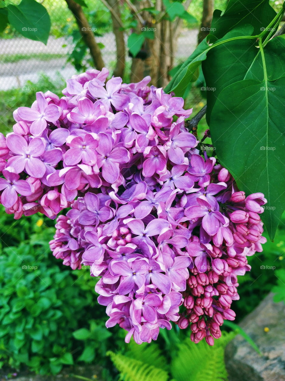 blooming lilac