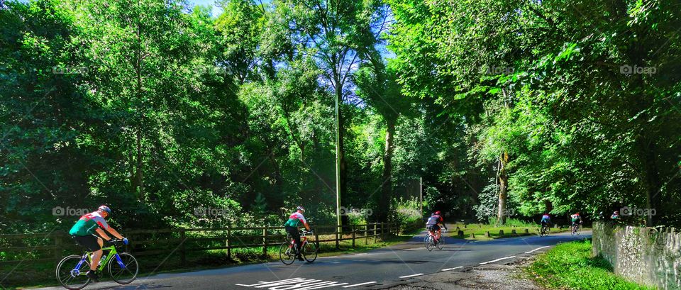 Road, Tree, Wheel, Wood, Cyclist