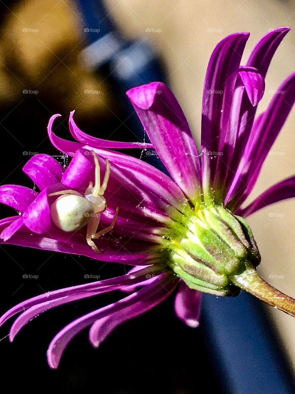 Itsy Bitsy White Spider