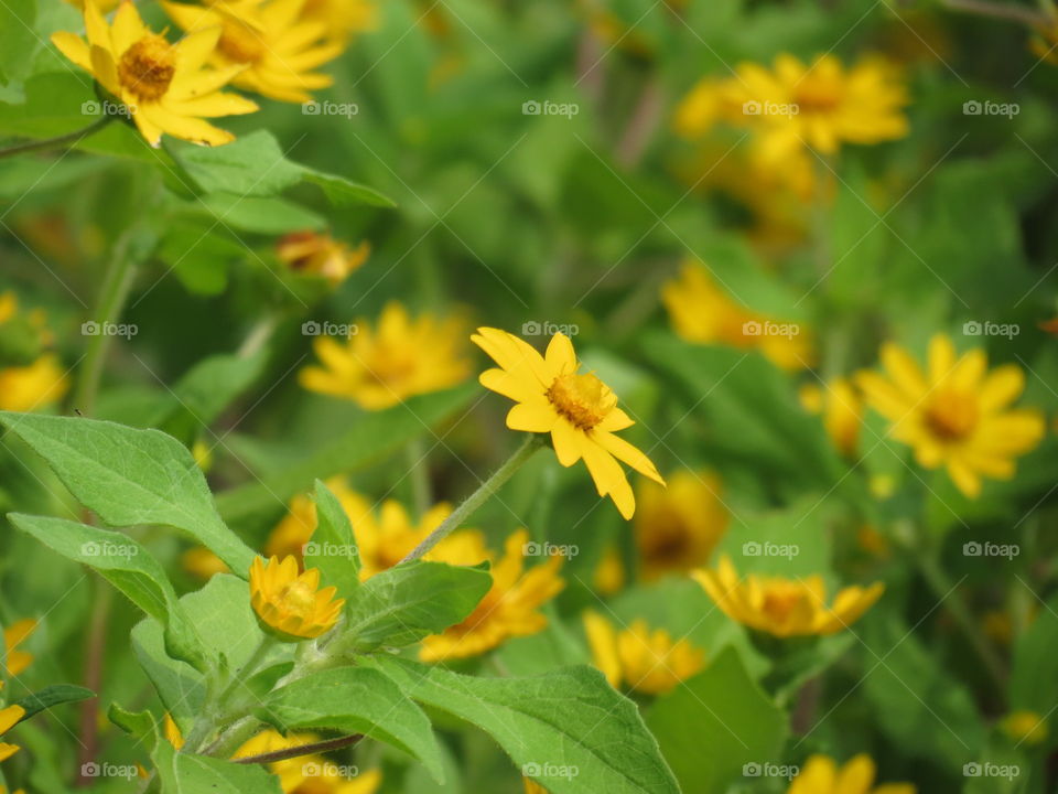 Yellow flowers 