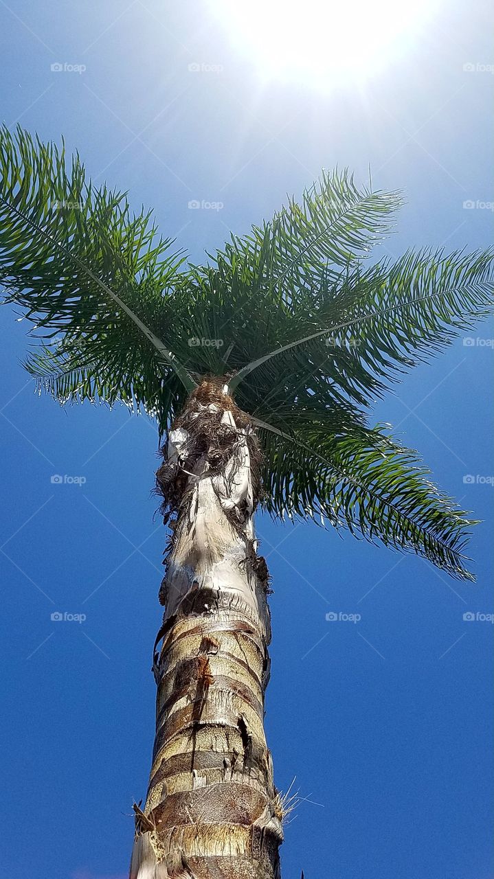 palm tree. high noon.