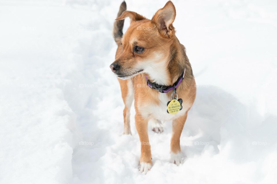 Dog in the snow