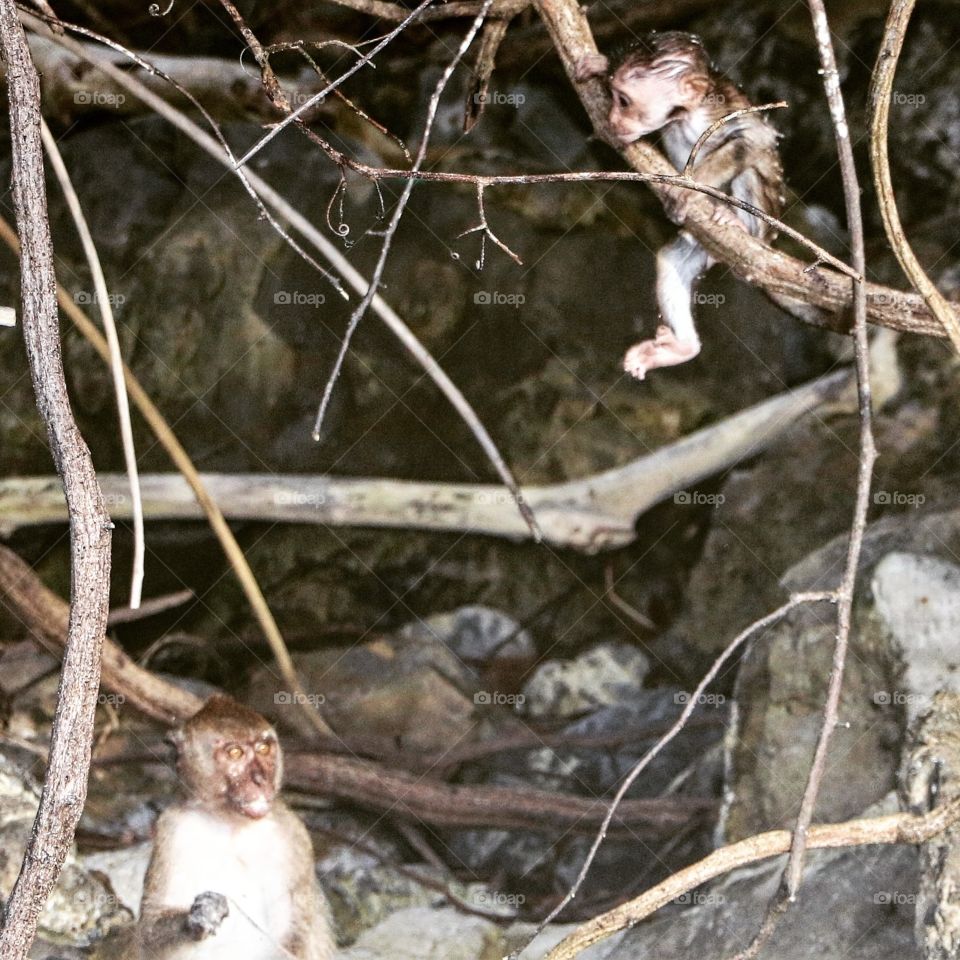 Monkey Beach near Phi Phi Thailand. Baby Monkey climbing already.