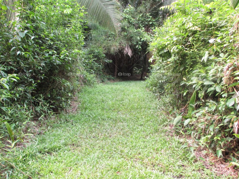 Beautiful hidden path in the Belize jungle 