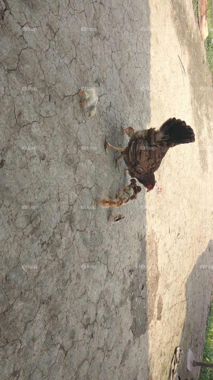 hen with chicken