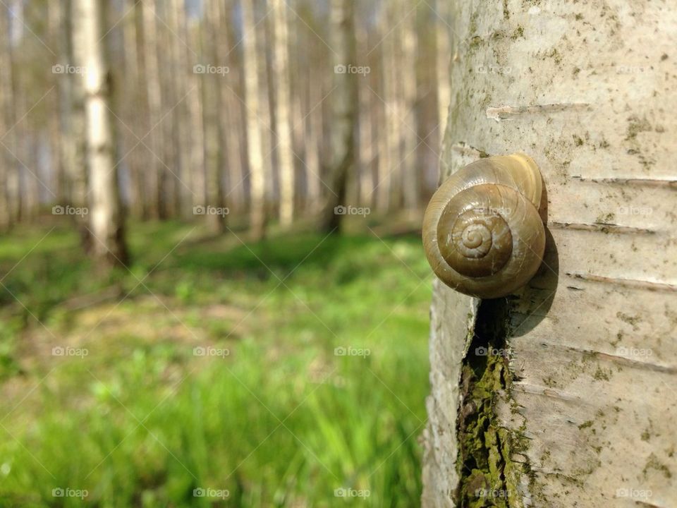 Close-up of snail on tree