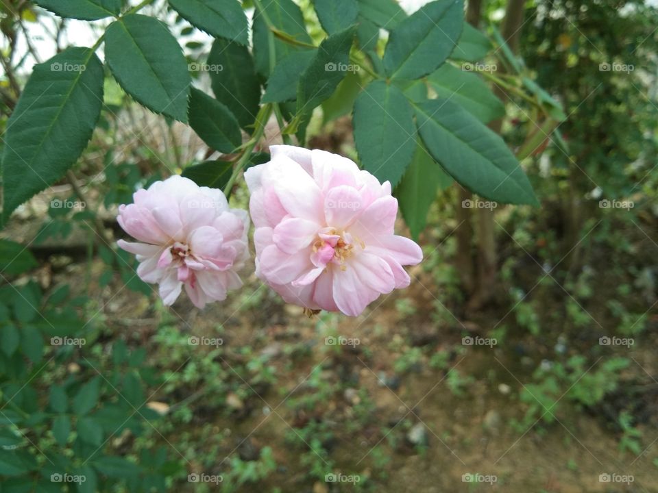 Pink roses always live wild and can live in any climate.