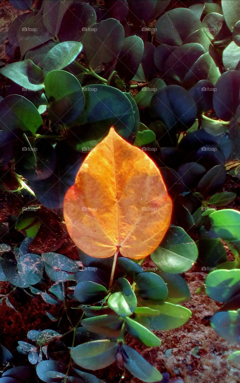 Beautiful fall leaf in nature with green
leaves outdoors