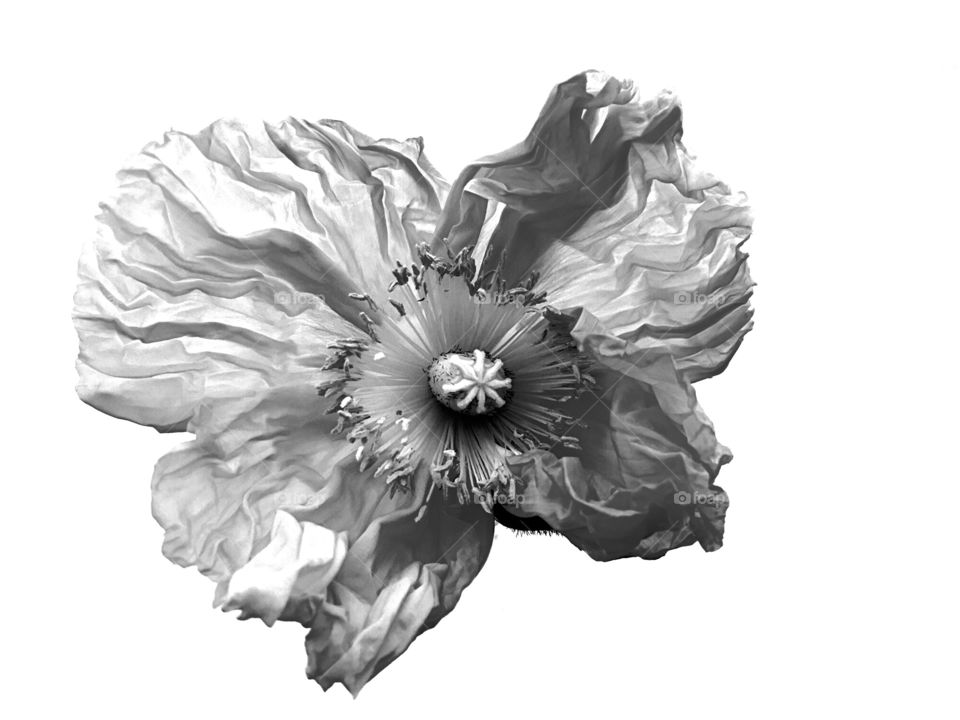 Poppy flower 