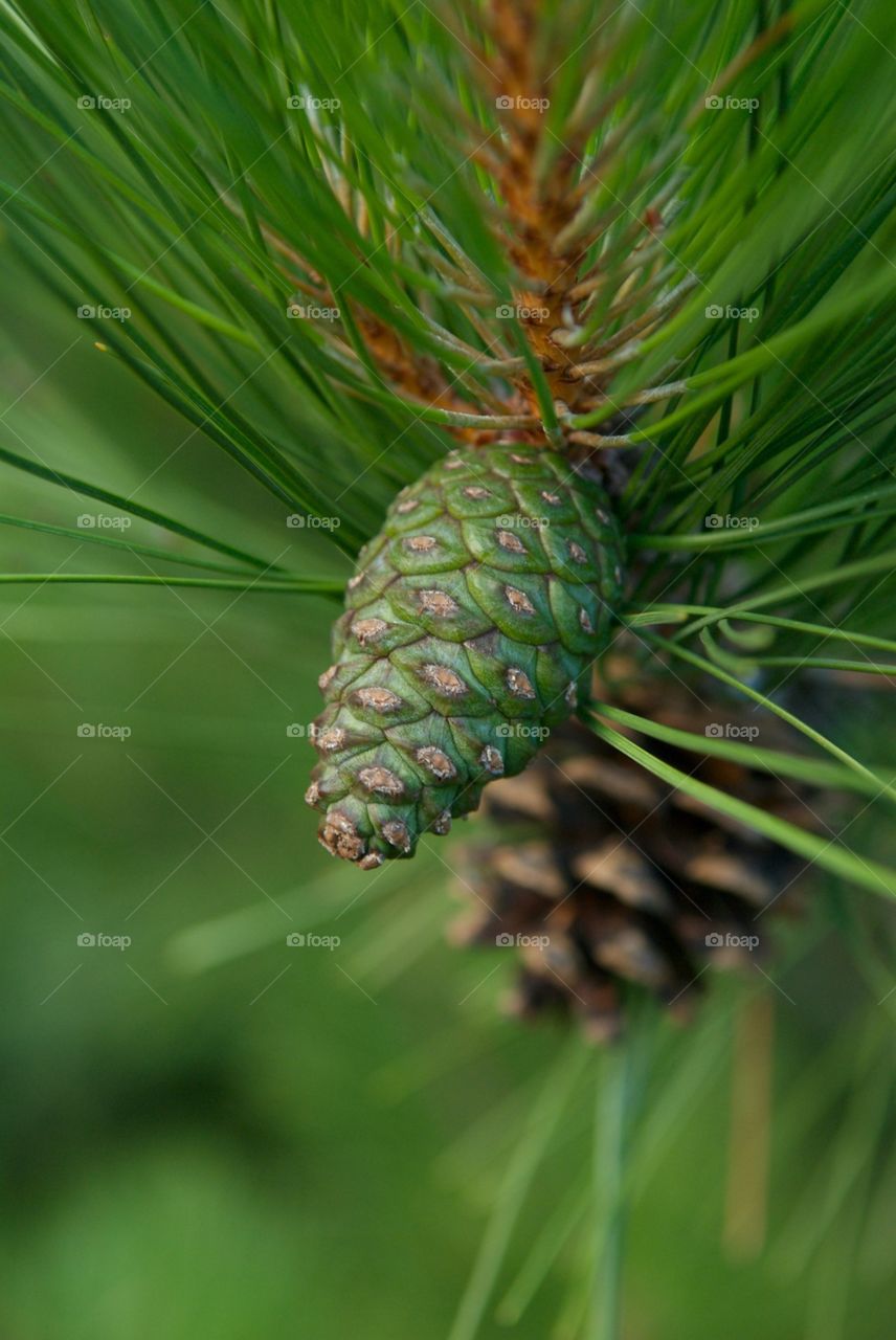 Pinecone on a pine tree