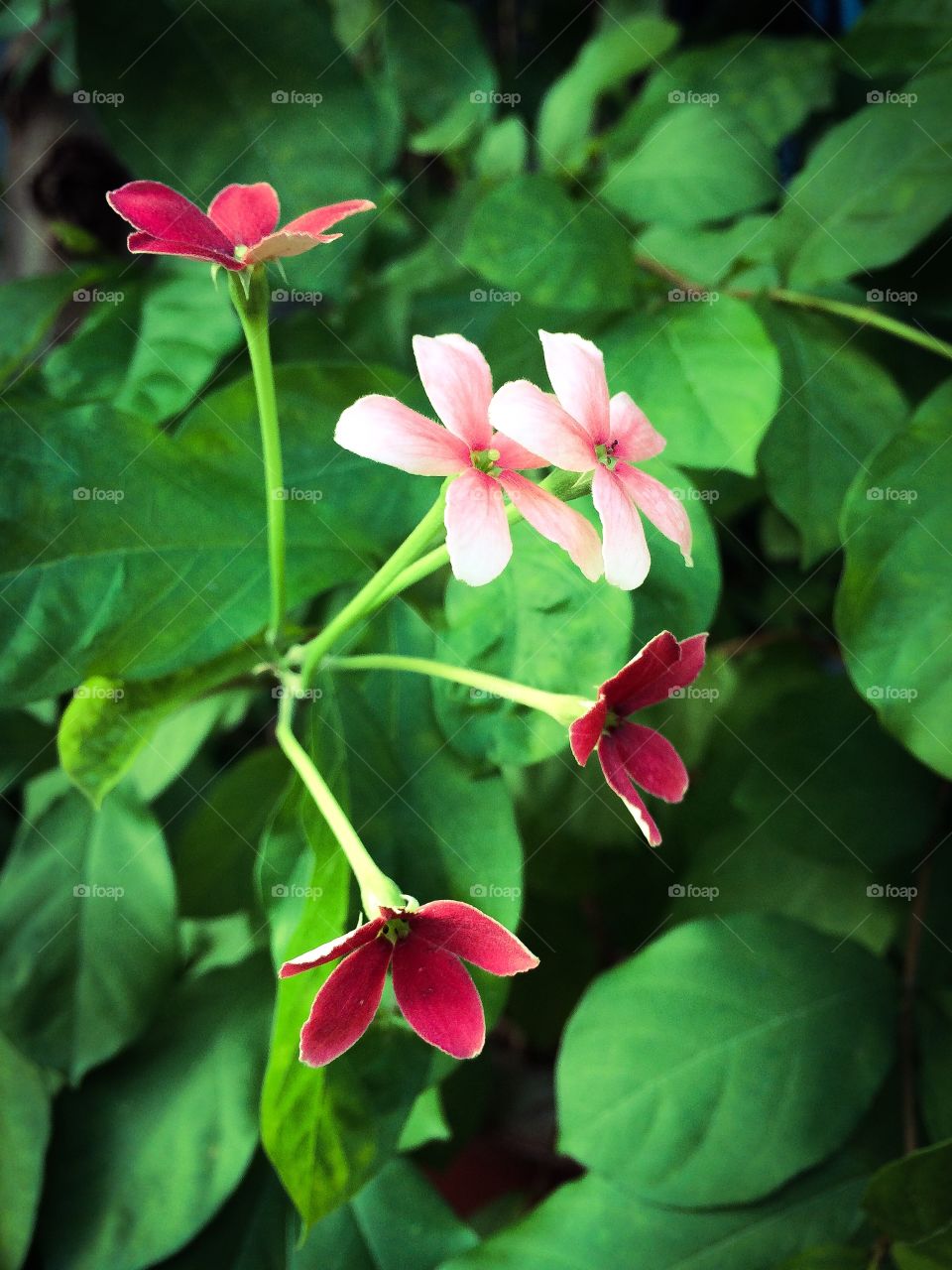 Close-up of blooming flowers