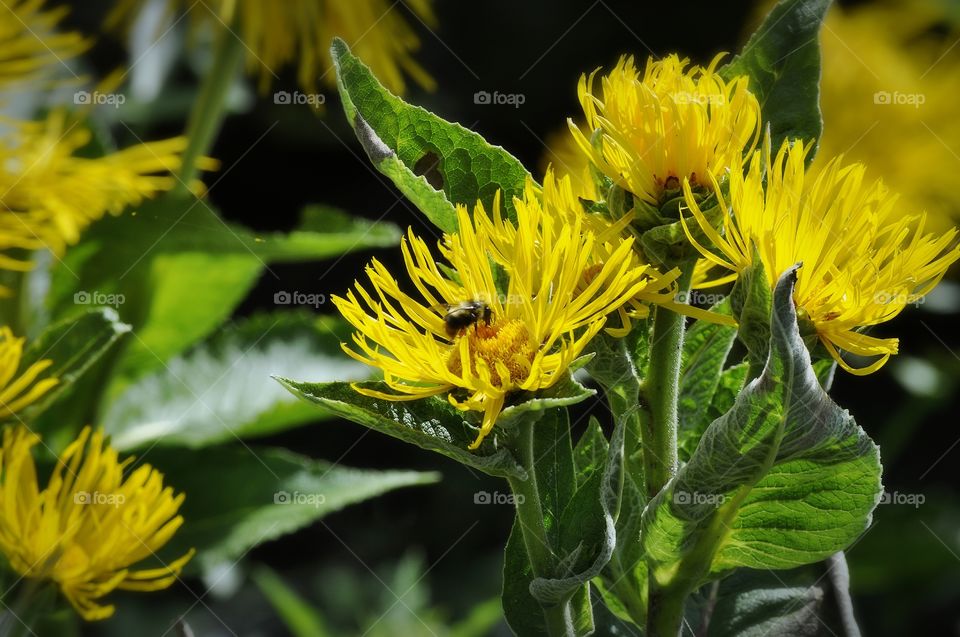 Bee on wildflowers.