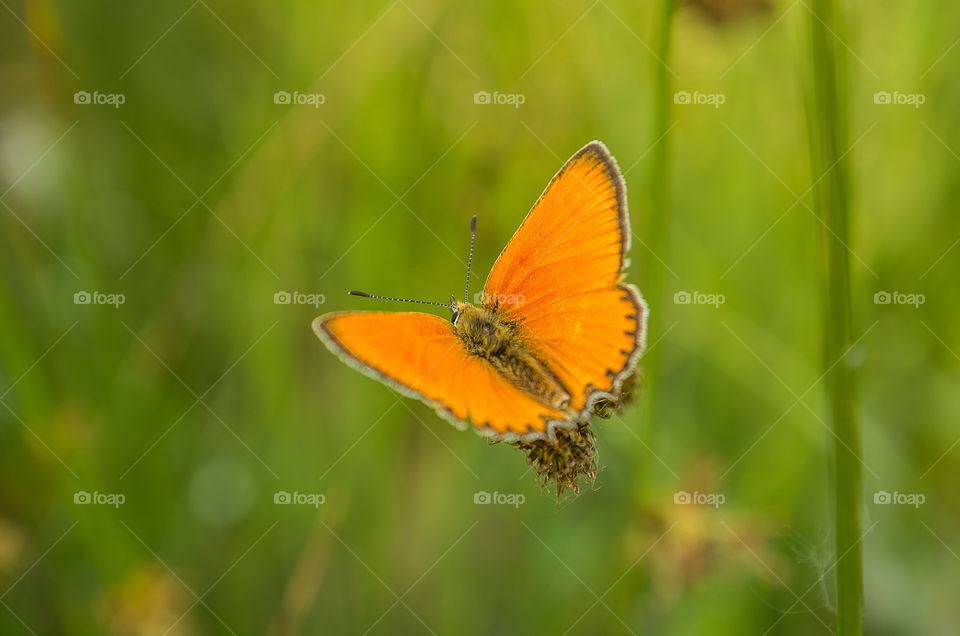 orange butteffly on a green background