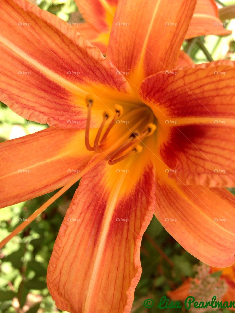 Day Lily 