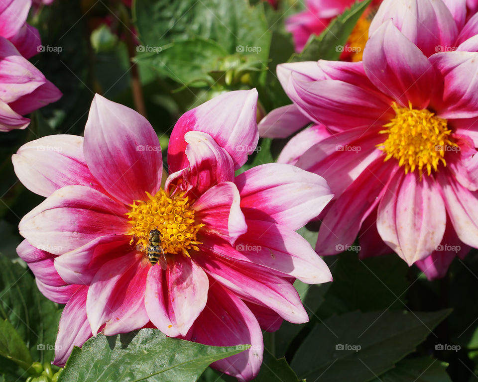 Bee on pink flower