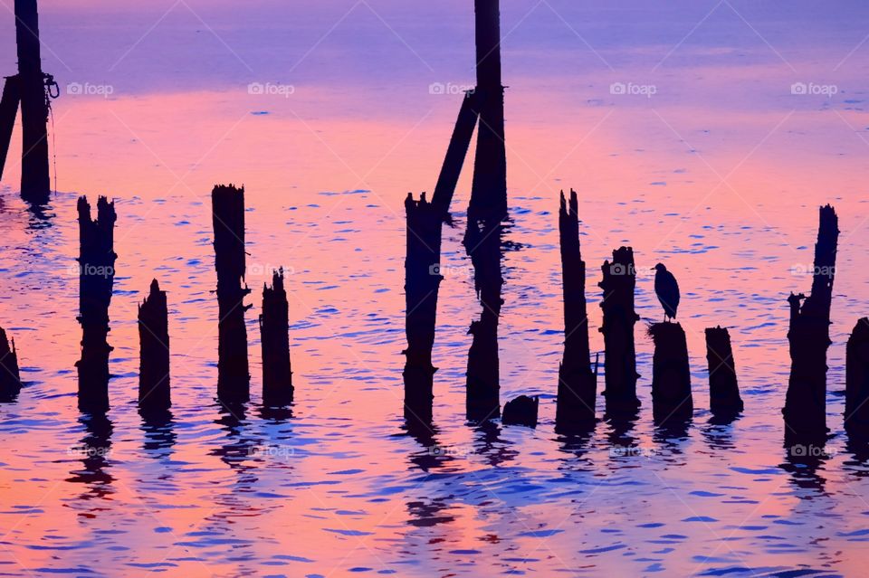 Heron at Sunset