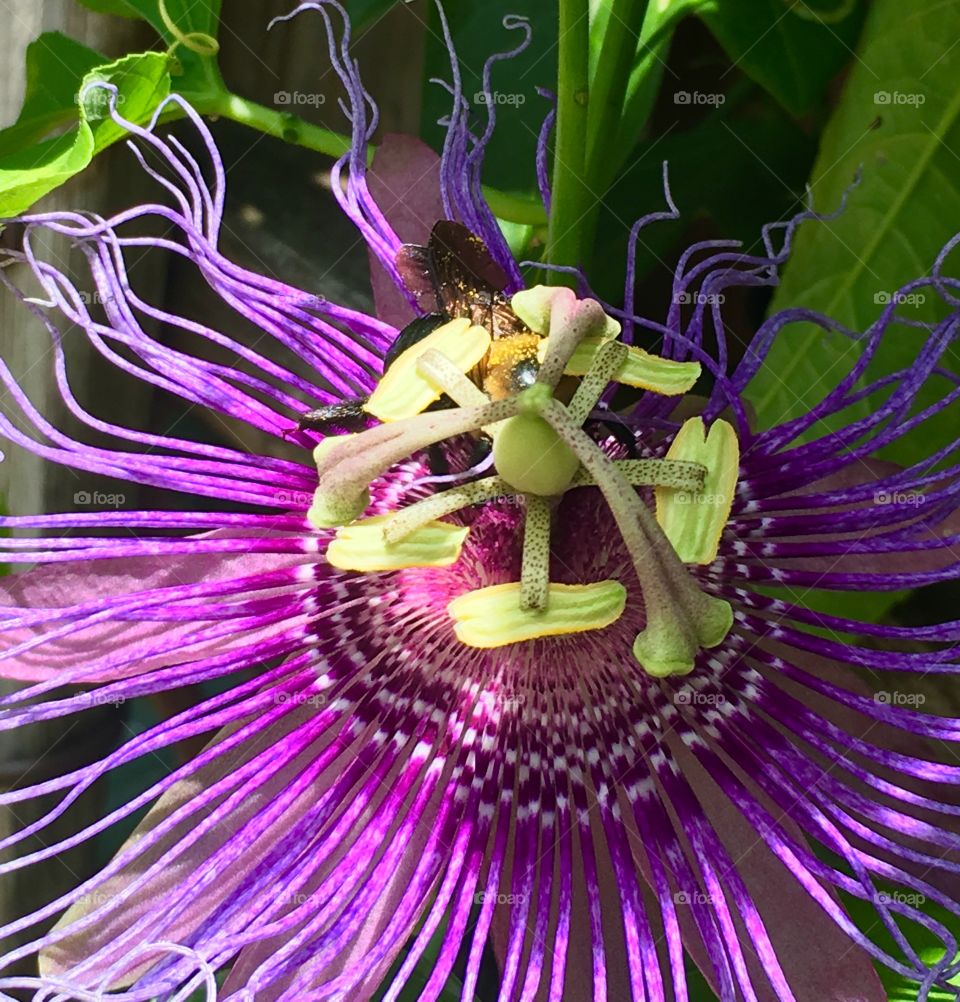 Bee flower 3
