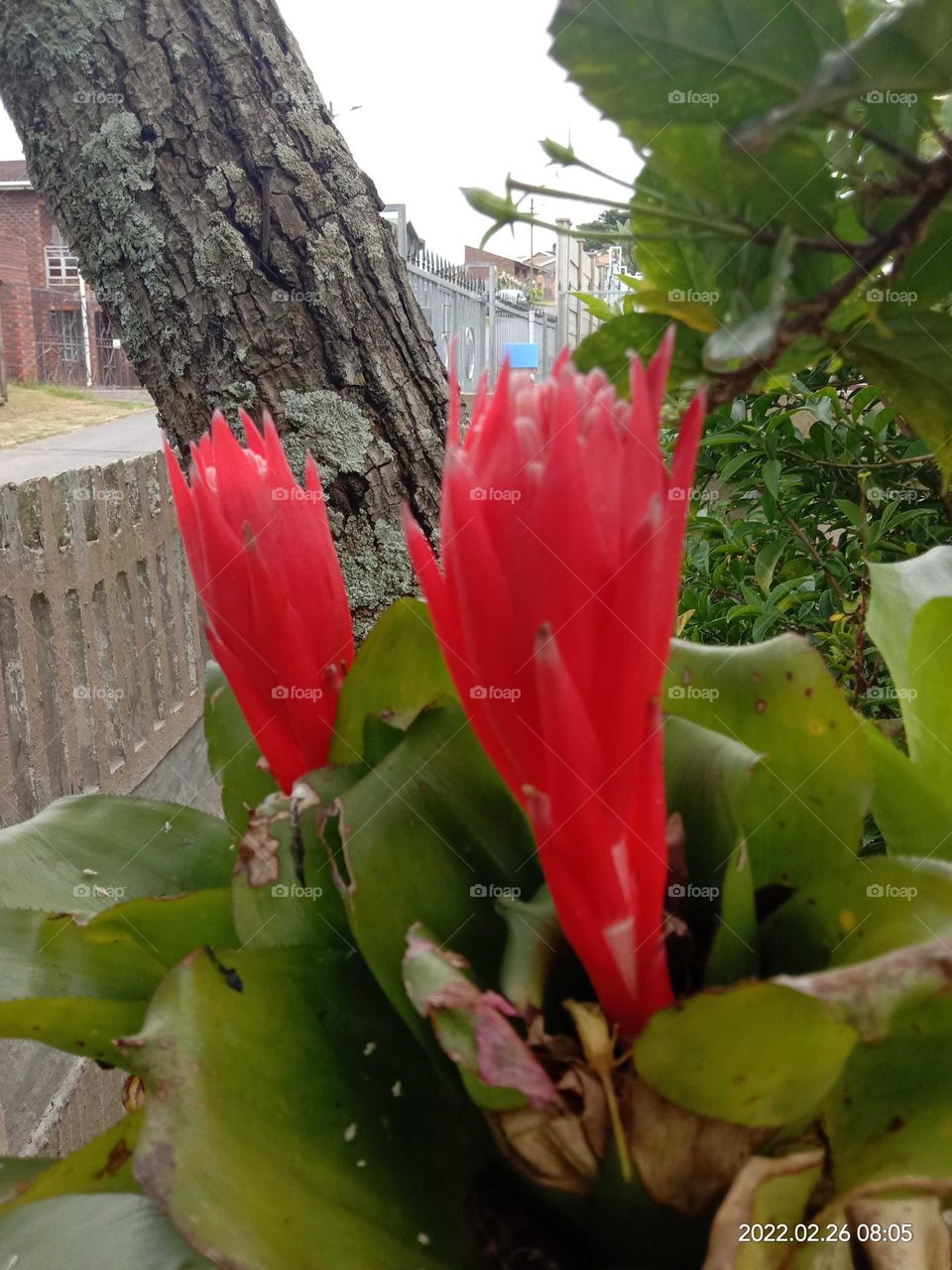 Bromeliads in bloom